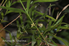 Dendrobium haemoglossum